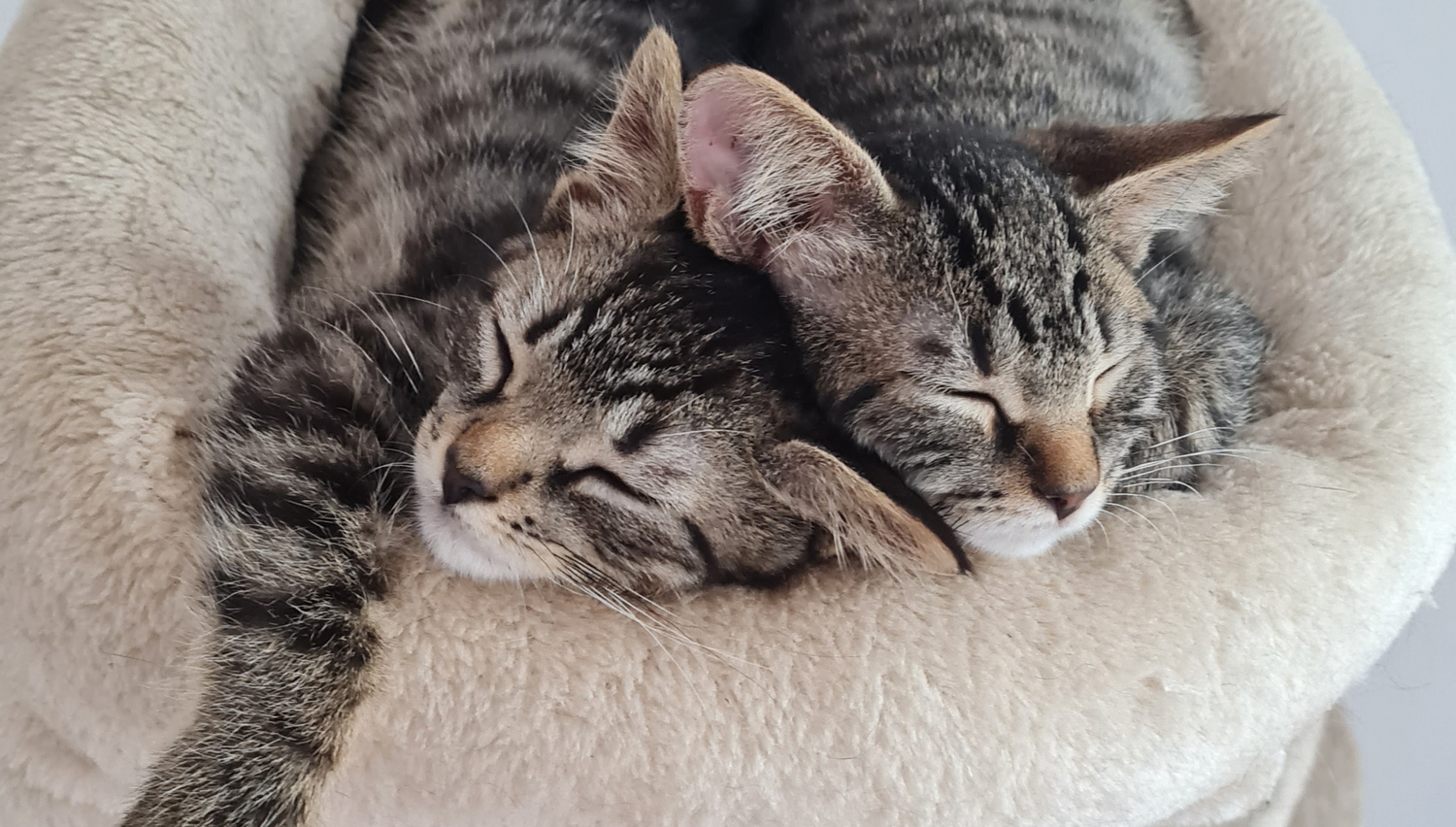 Your-Pet-Deserves-Exceptional-Care Happy cats after veterinary care in Tucson AZ