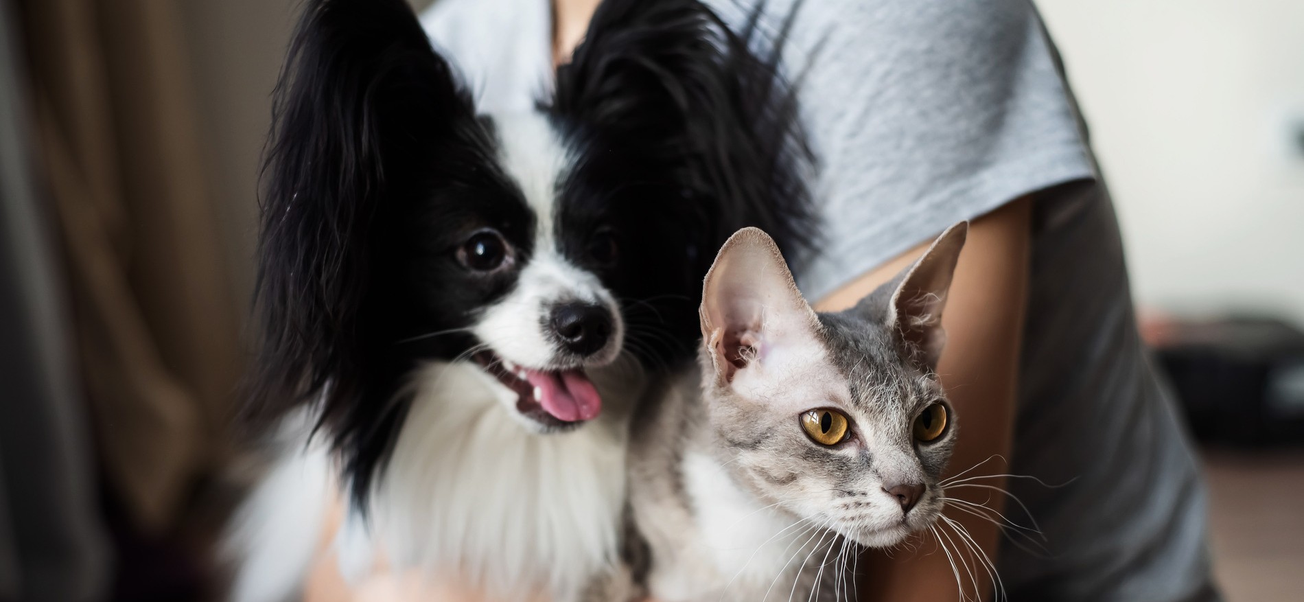 AdobeStock_422995418 v3 Dog and cat with their owner after preventive pet care in Tucson AZ