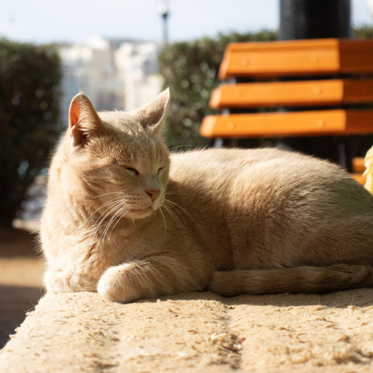 AdobeStock_315471913 v3 Cat enjoying the sun after veterinary surgery in Tucson AZ
