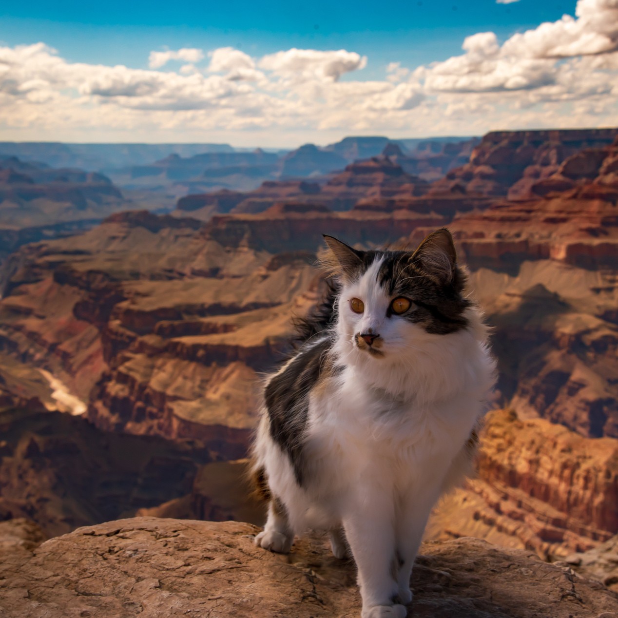 AdobeStock_332551190 v3 Cat outside enjoying Arizona after a pet urgent visit in Tucson AZ