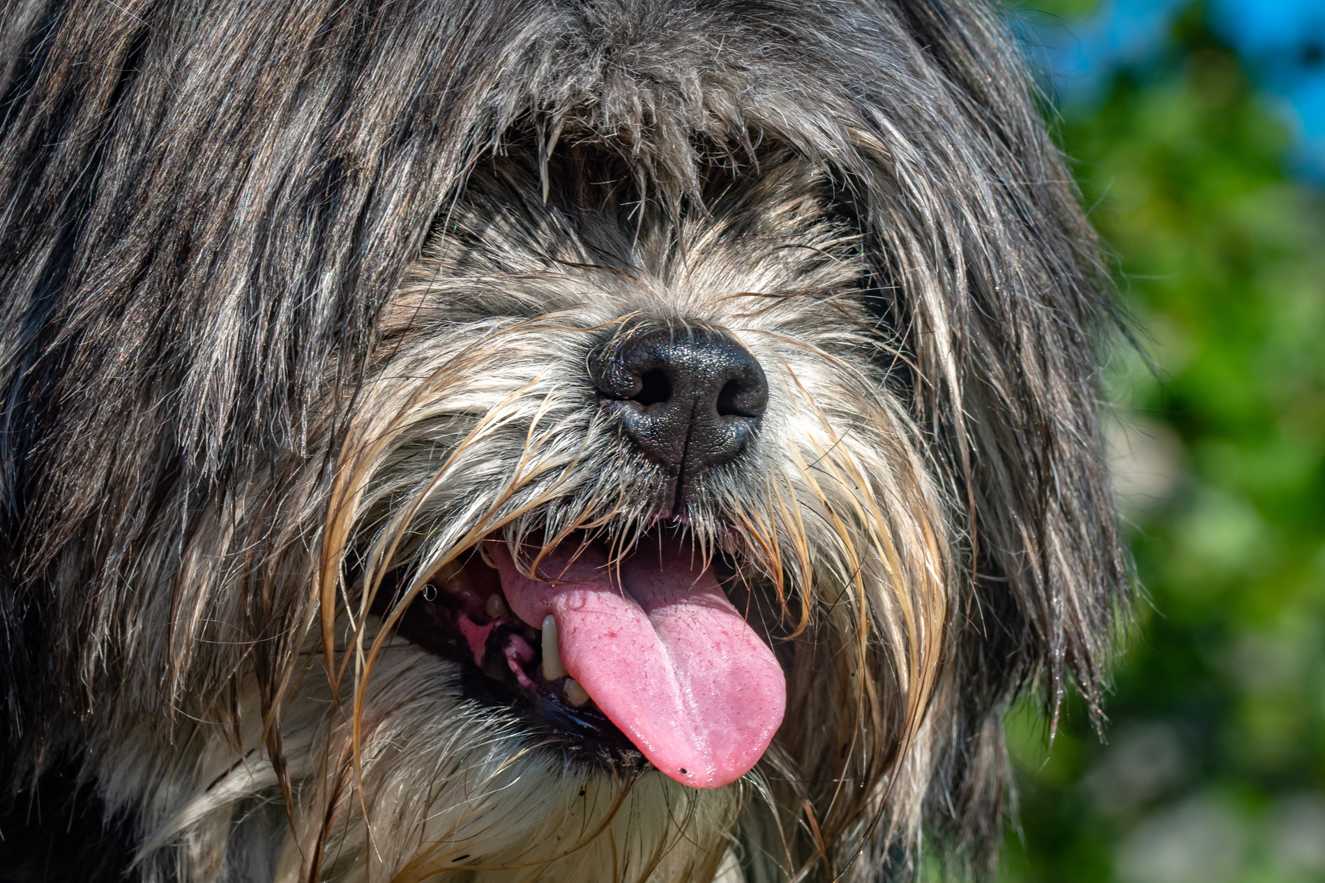 AdobeStock_466249321 v2 Dog on his way to a pet surgery in Tucson AZ