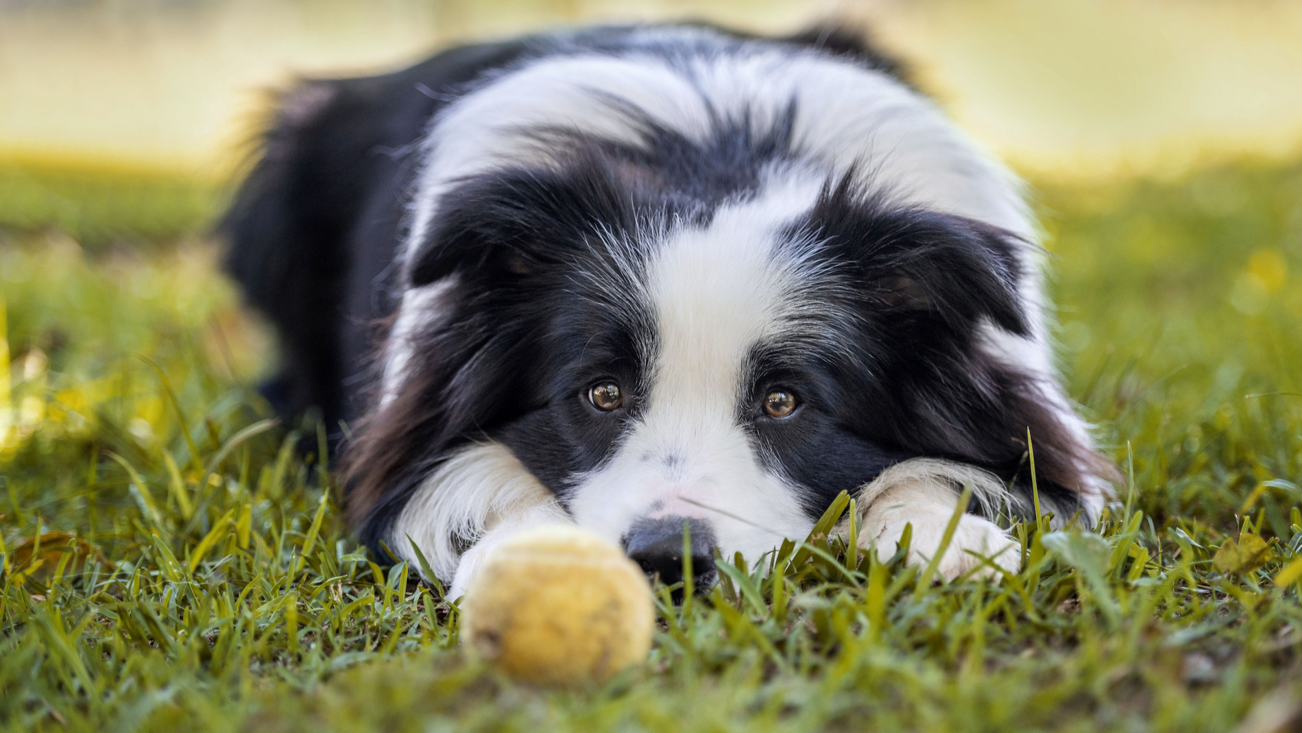 AdobeStock_598768519 v3 Dog playing outside in AZ after surgery at Saguaro Sunset Veterinary Clinic