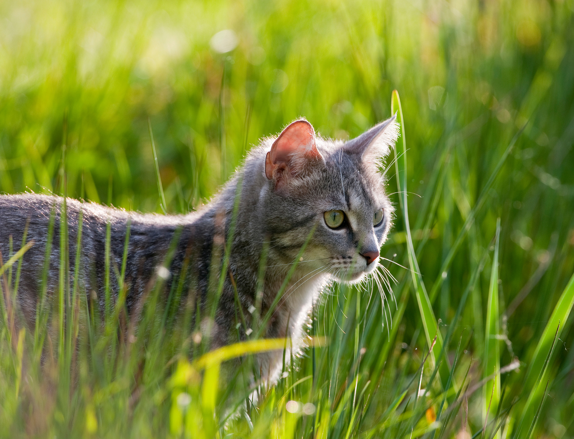 AdobeStock_64815011 v2 Cat after surgical services with Dr. Westmoreland