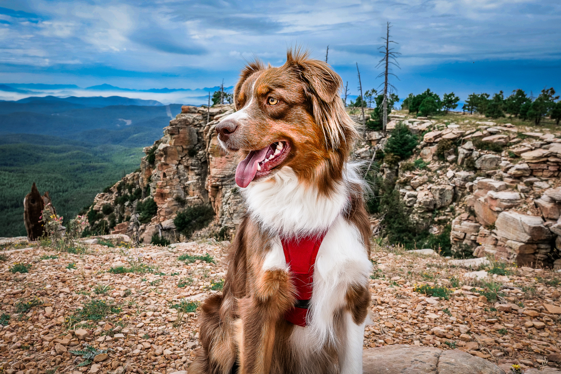 Australian Shepard Dog after a veterinary urgent appointent in At Saguaro Sunset Veterinary Clinic