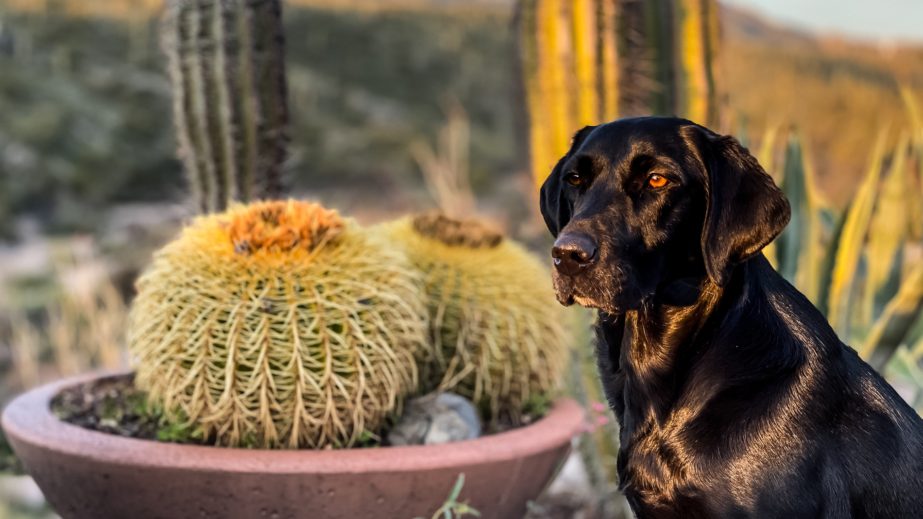Black Labrador looking into the Arizona Sunset Dog enjoying the sun after urgent care for pets with Dr. Westmoreland