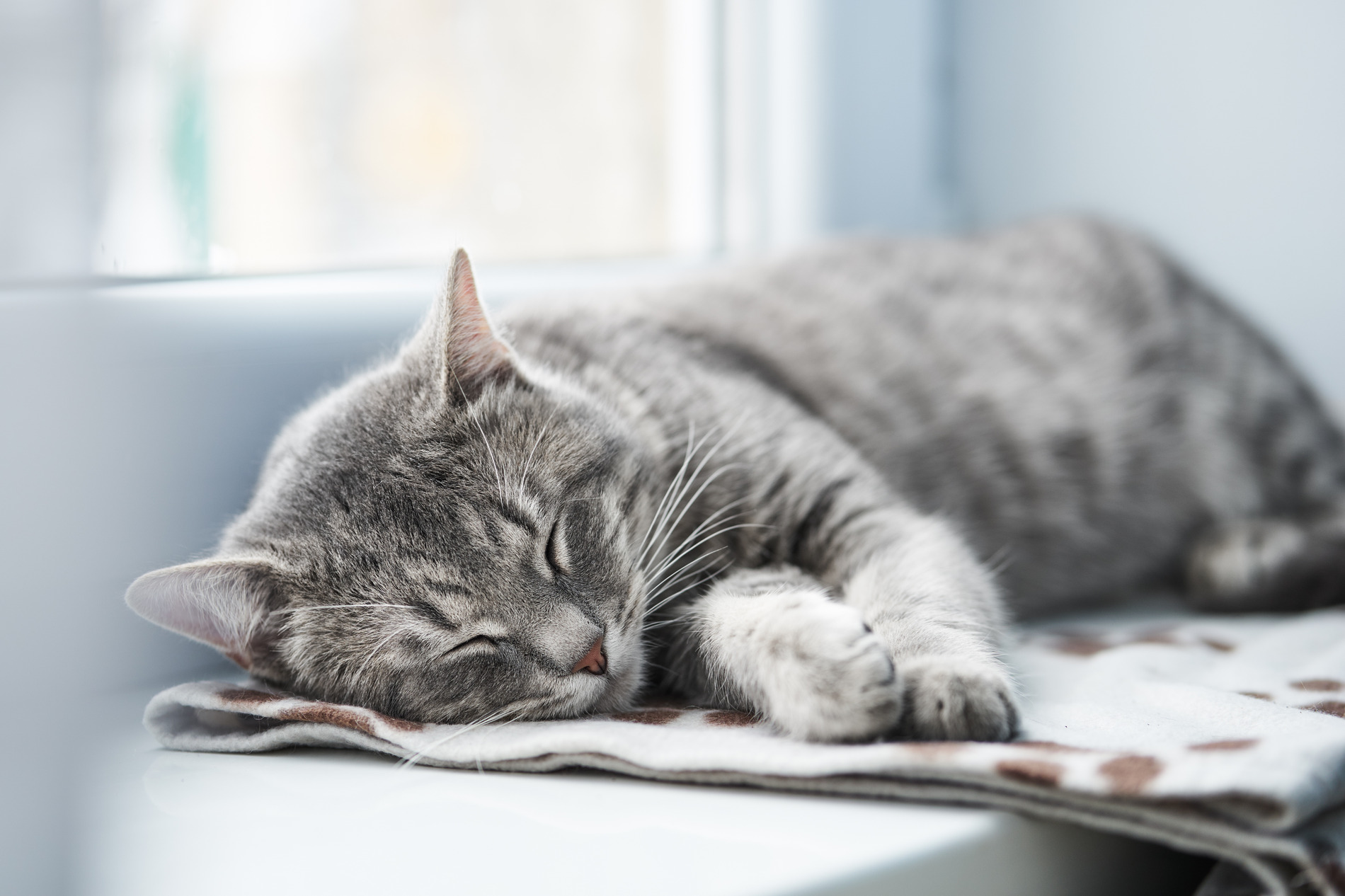 AdobeStock_194195345 v2 cat sleeping after dental care for pets with Dr. Westmoreland in Tucson AZ