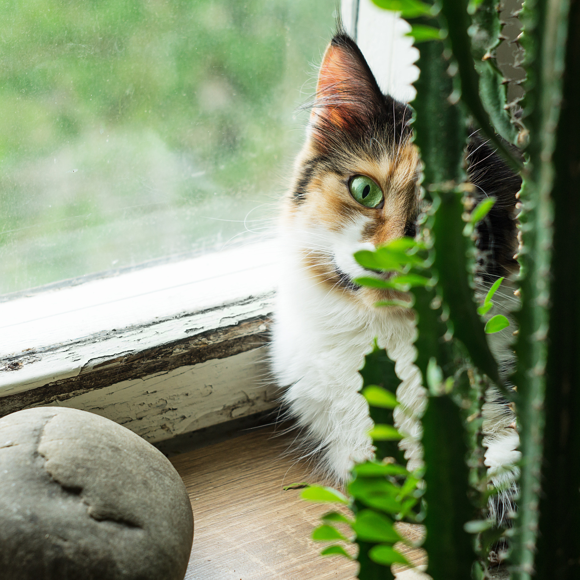 AdobeStock_205094475 v2 Cat in AZ happy and healthy after dental care services for pets