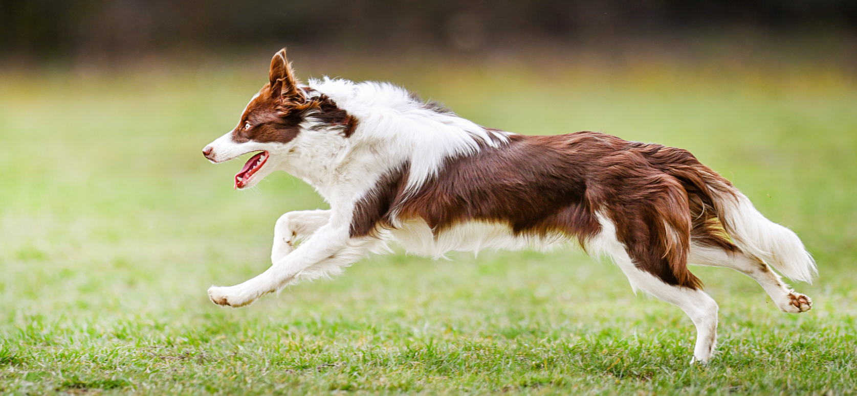 AdobeStock_301196402 v3 Dog running with healthy teeth after pet dental care in Tucson AZ