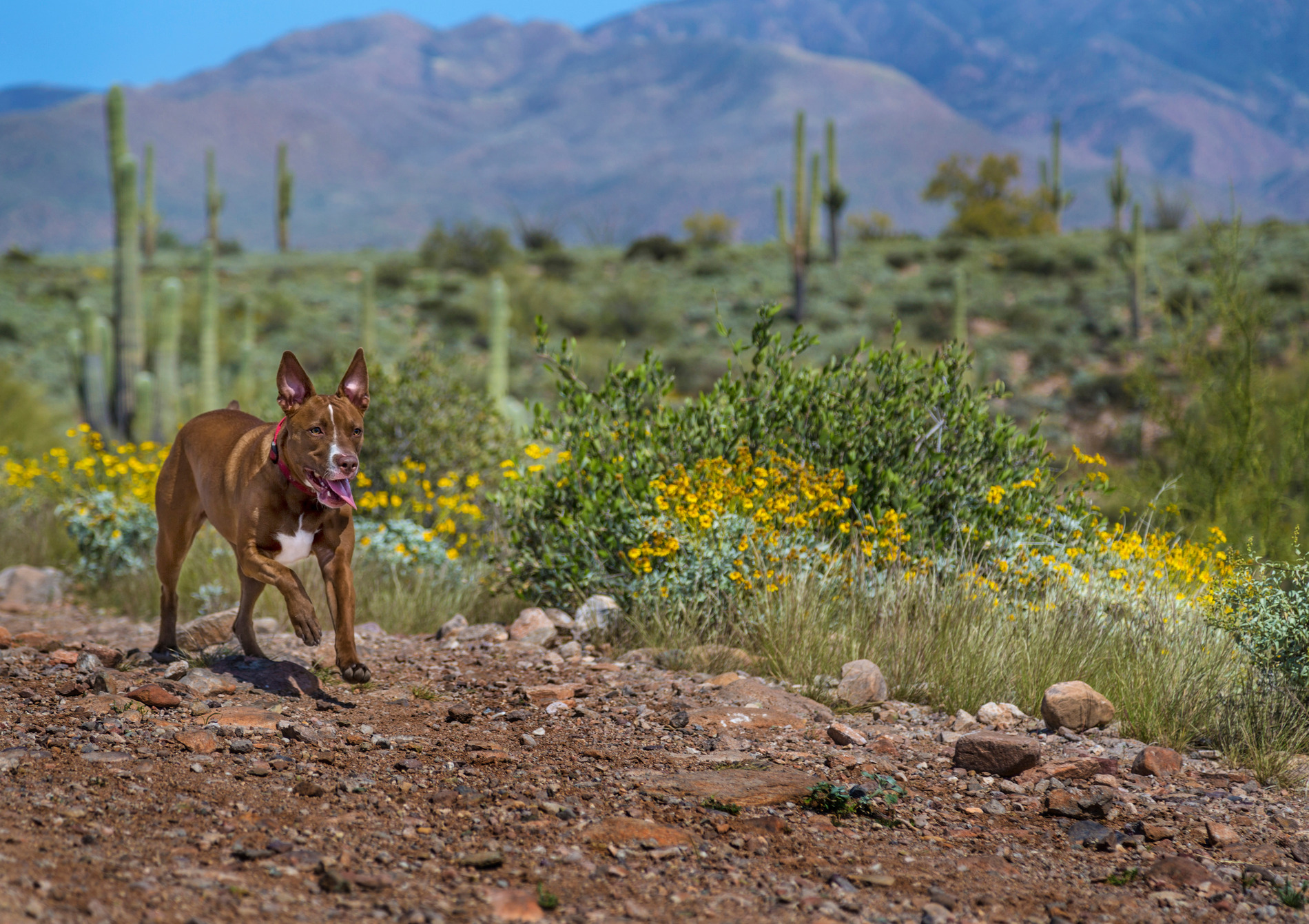 AdobeStock_84596302 v2 Dog playing outside after animal dentistry in Tucson AZ