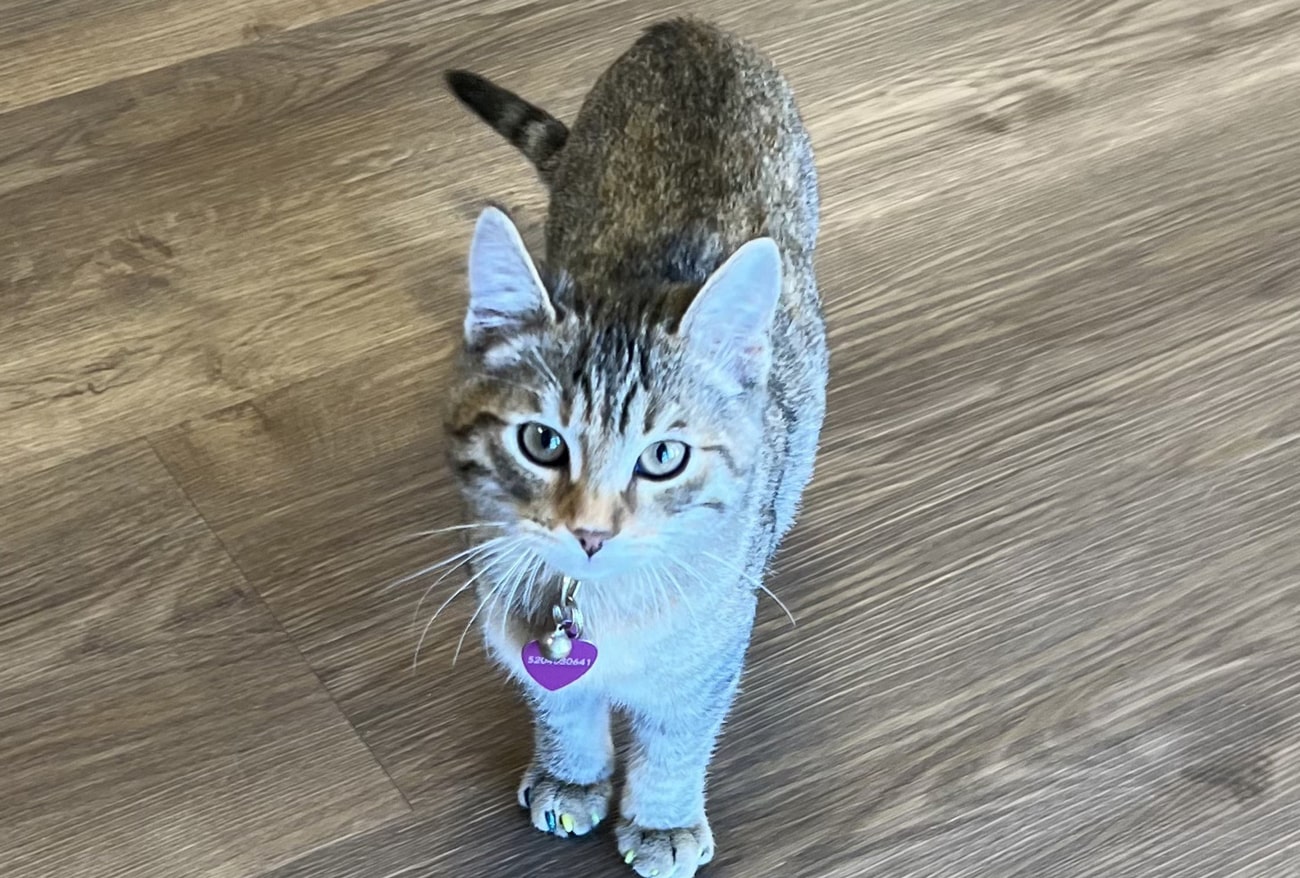 At-Saguaro-Sunset-Veterinary-Clinic-we-believe-veterinary-care-should-reflect-the-deep-bond-you-share-with-your-pet-2 Happy cat after veterinary care in Tucson AZ