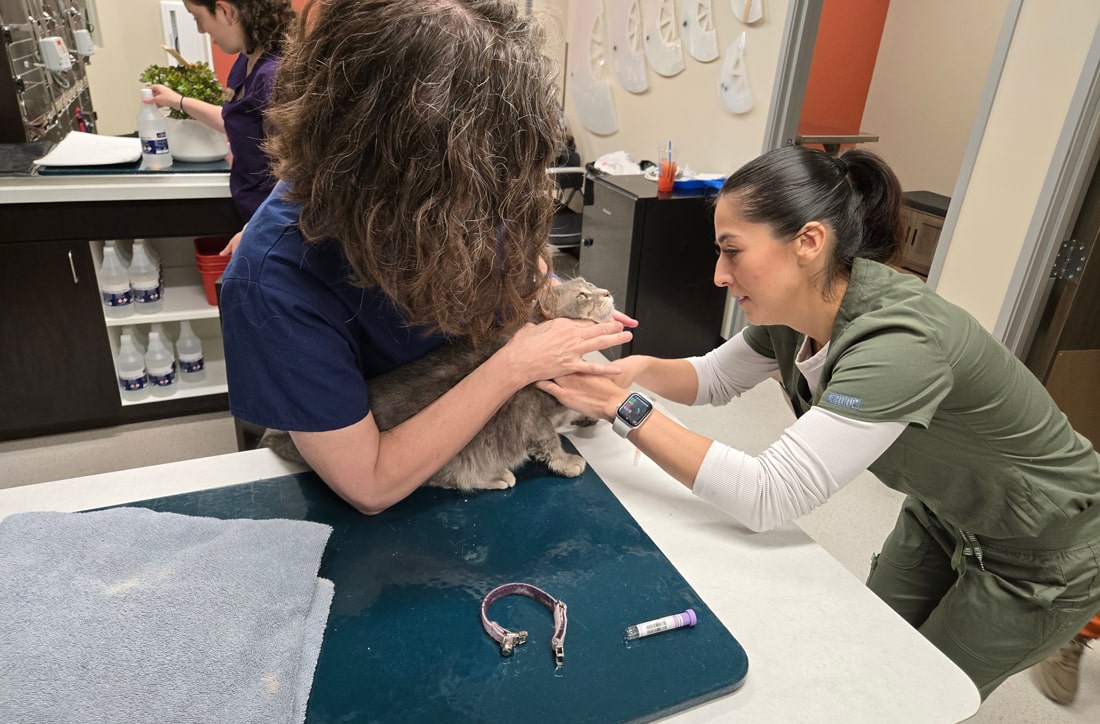 Happy cat at Saguaro Sunset Veterinary Clinic in Tucson AZ