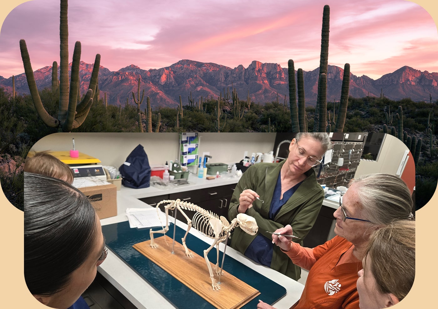 Rooted-in-Compassion-Serving-Tucson-and-the-Catalina-Foothills-Mobile Cactus photo for veterinary medicine in tucson AZ and happy cat