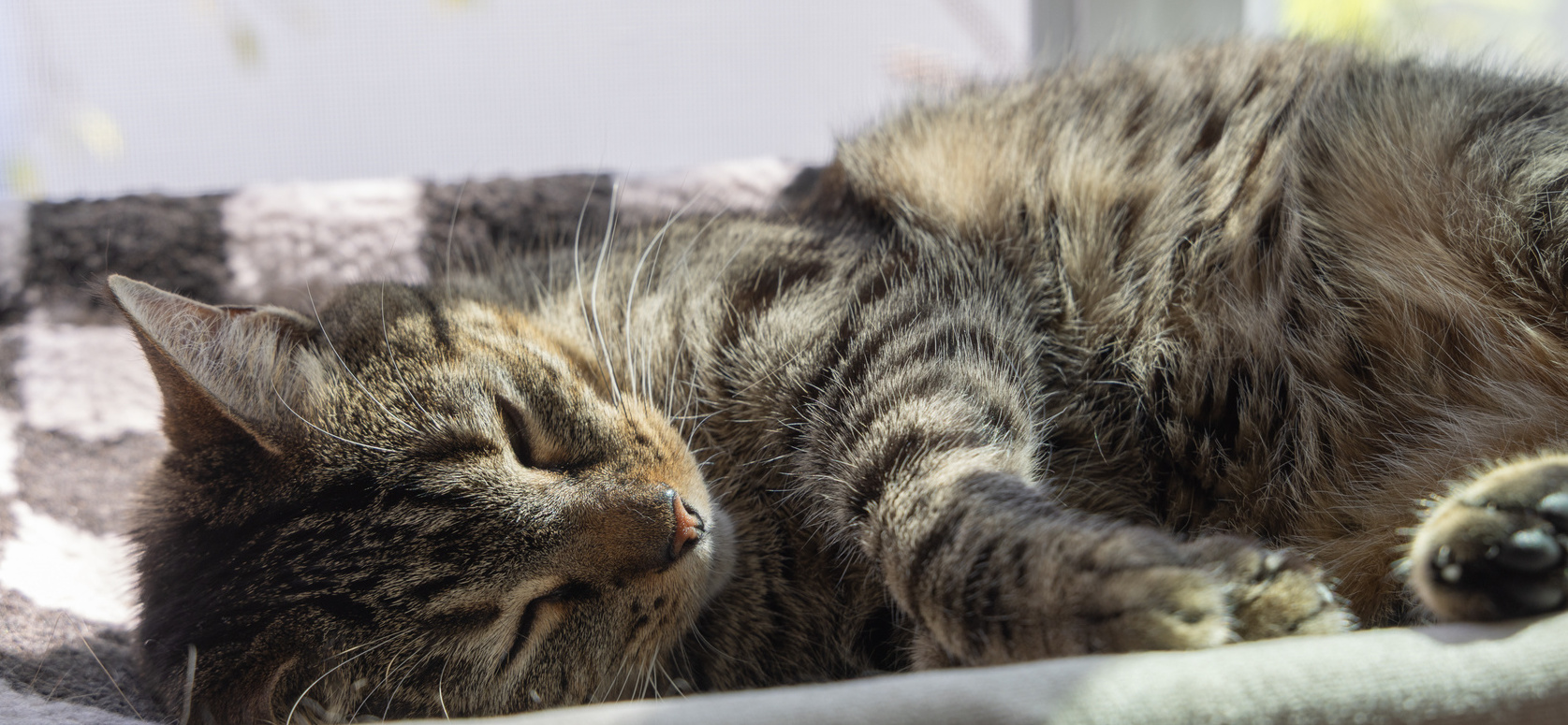 Cute tabby cat sleeping peacefully at home euthanasia care for this cat in Tucson