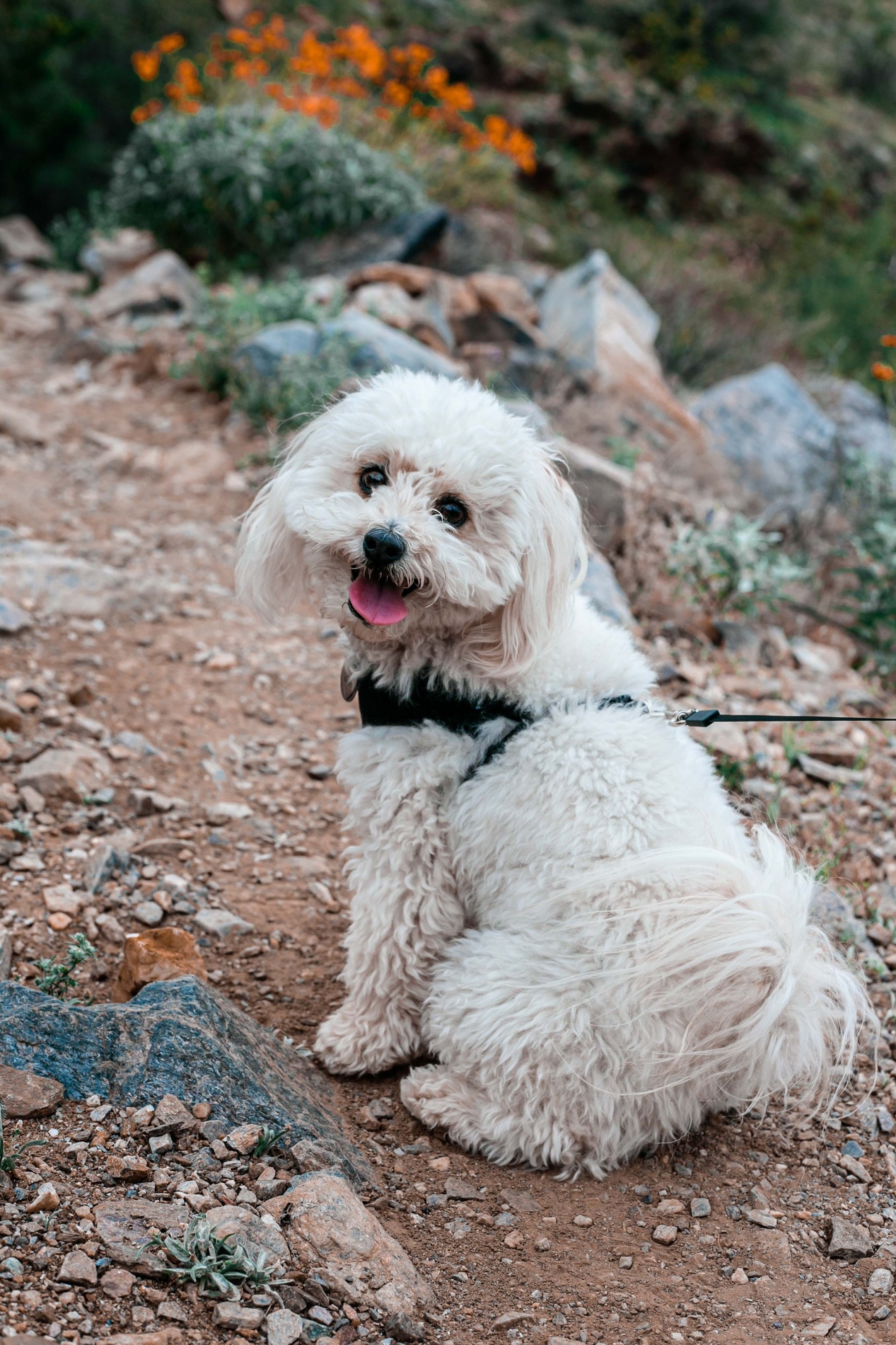 white fluffy dog walking on hike Dog in arizona enjoying a hike after specialty services at Saguaro Sunset Veterinary Clinic