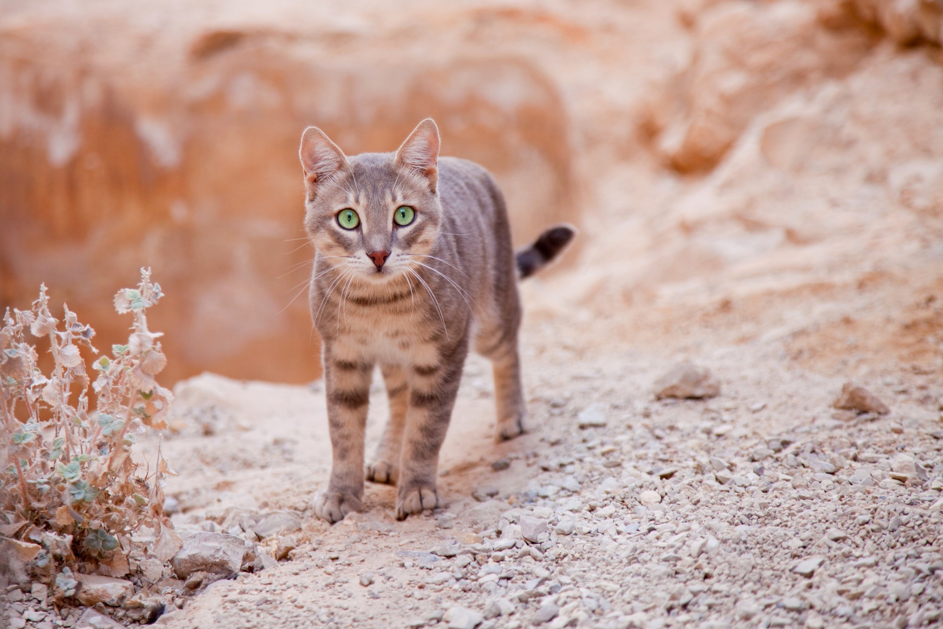 Young cat in desert Cat happy and healthy after a fear free veterinary appointment in Tucson AZ