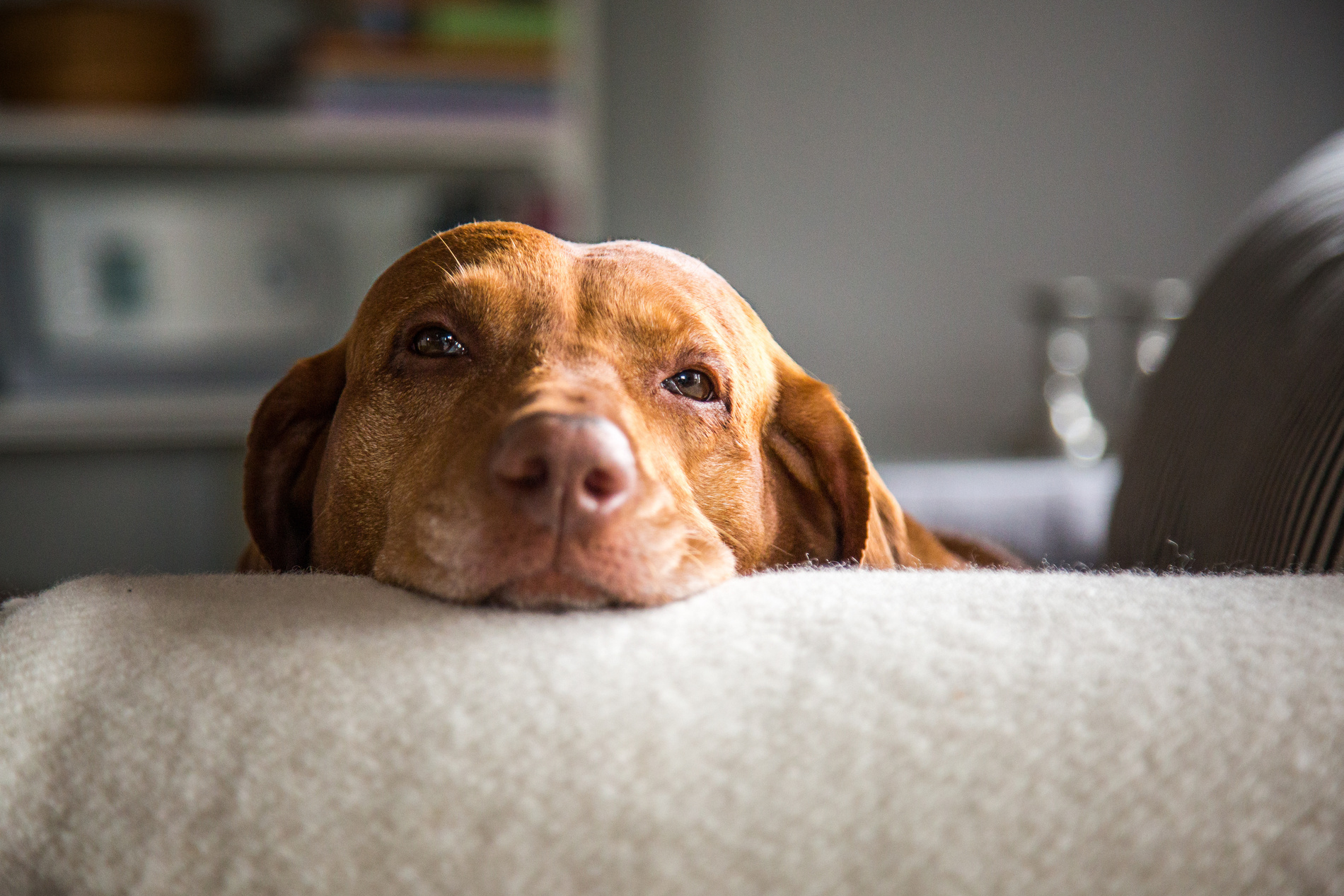 Lazy Dog relaxting after sedation in Tucson AZ