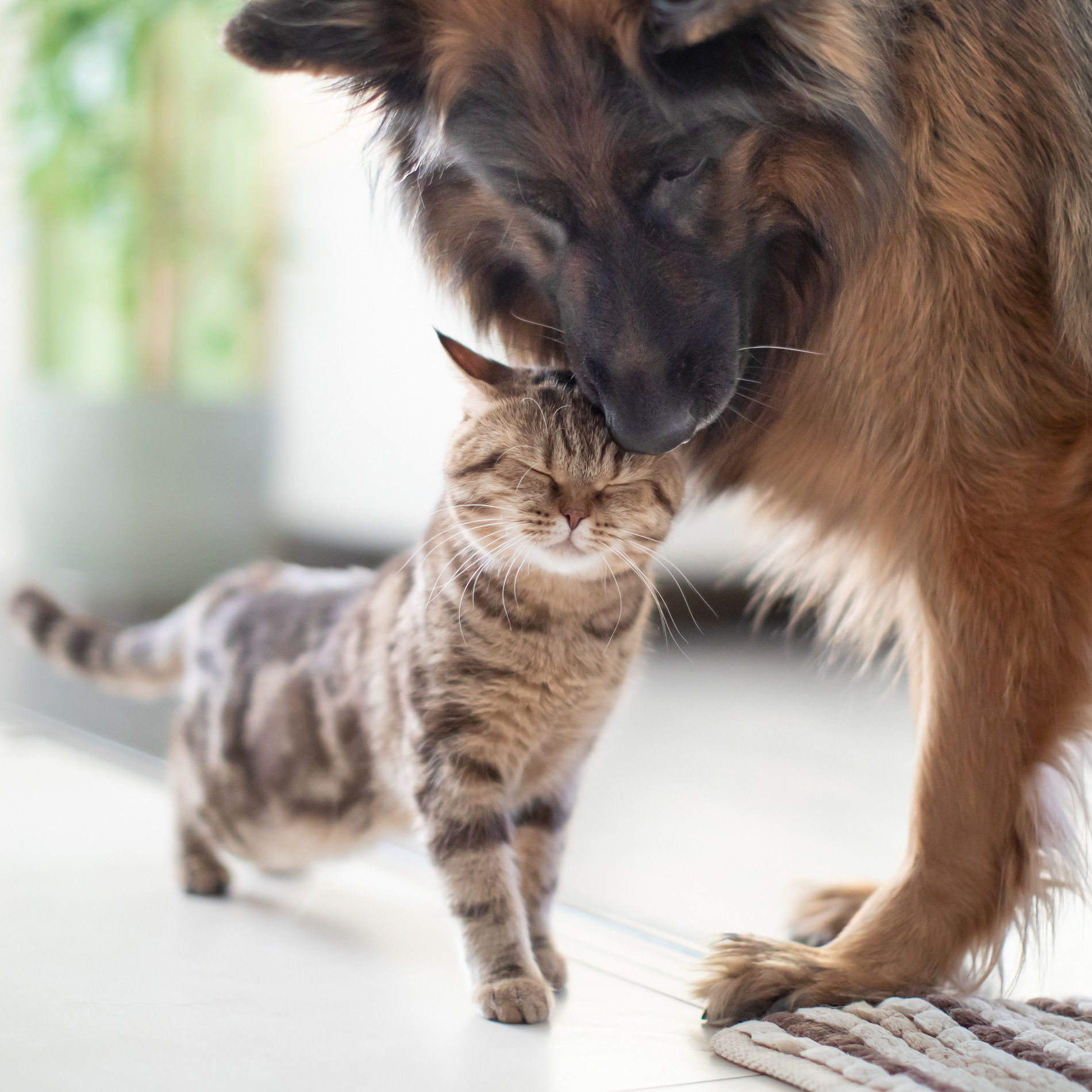 AdobeStock_257848178 v2 Cat and dog snuggle in Tucson AZ