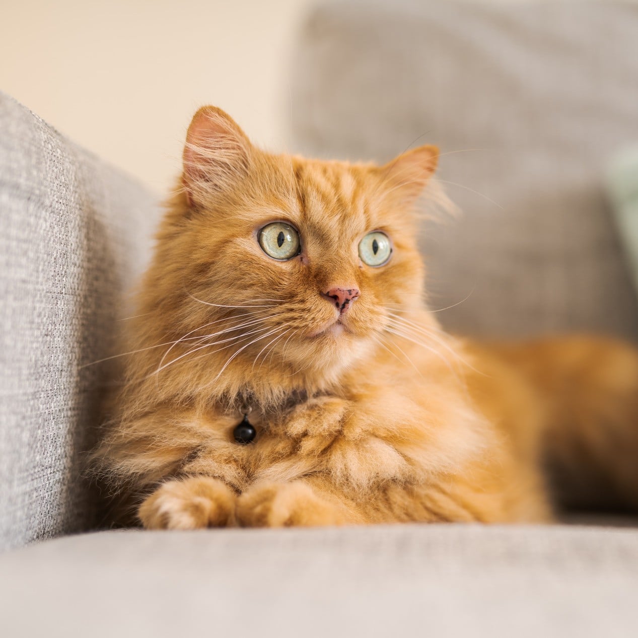 Cat in need of end-of-life pet care in Tucson