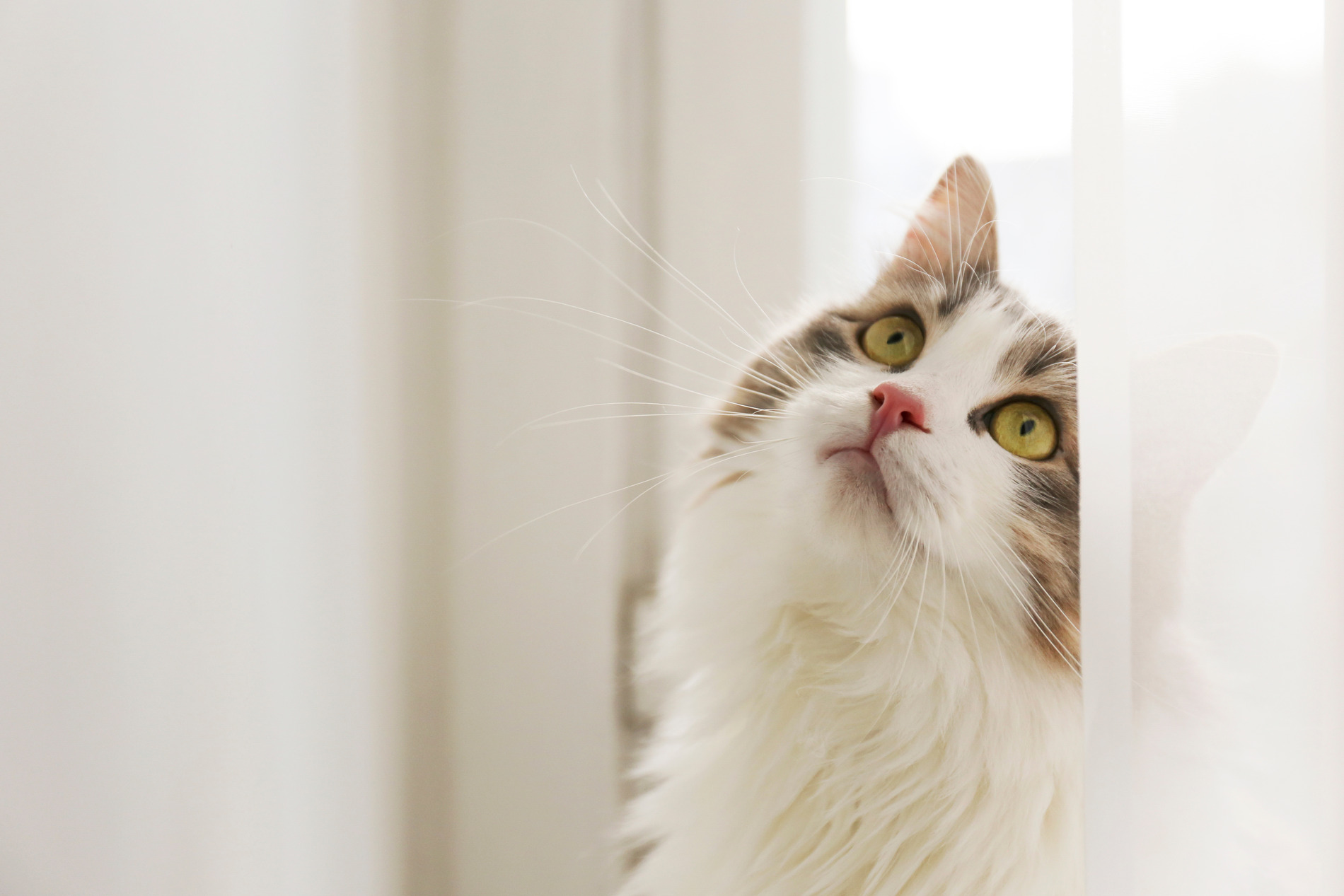 AdobeStock_296622706 v2 Happy and healthy cat gets an xray at Saguaro Sunset Veterinary Clinic