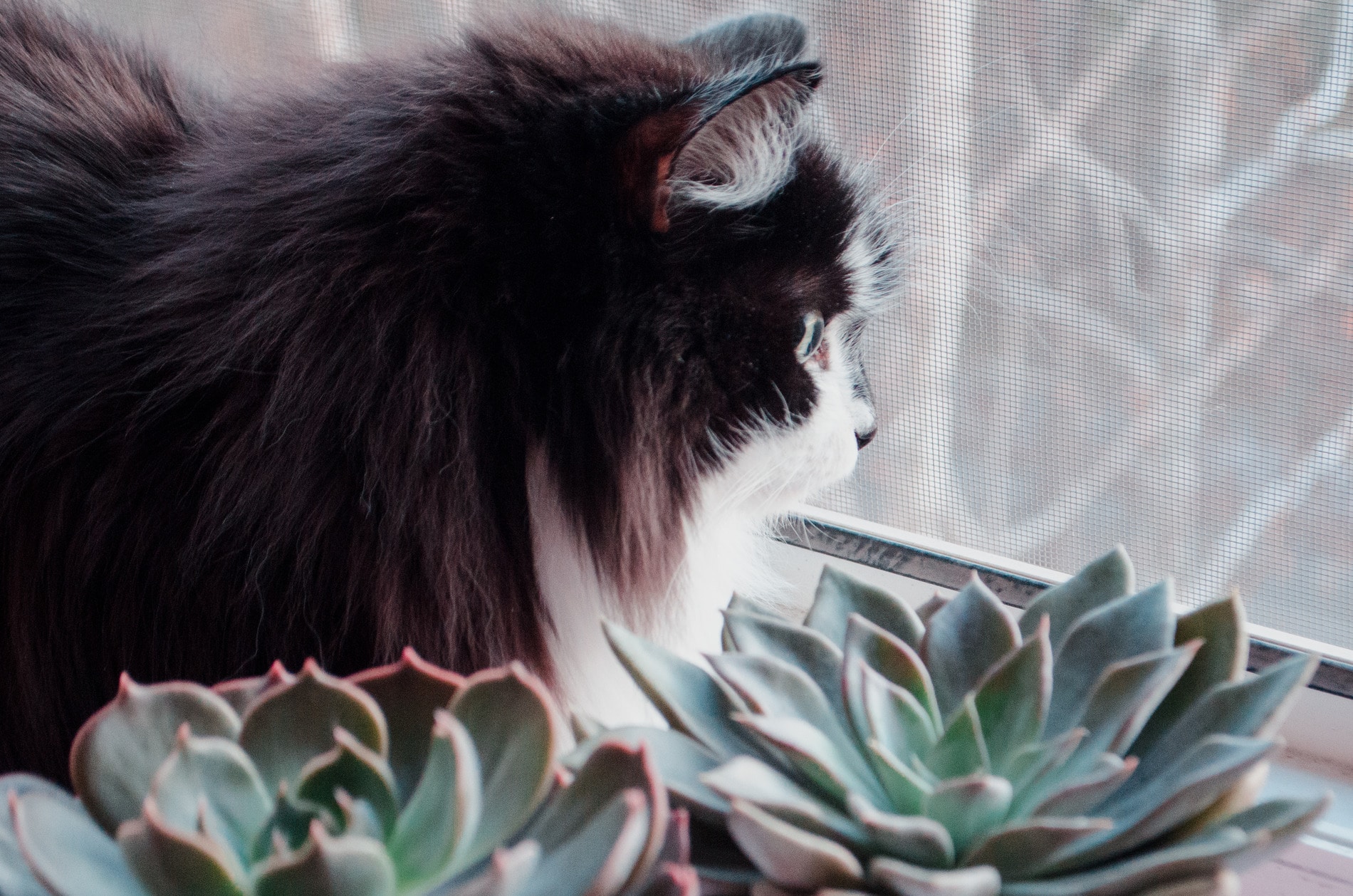 Cat in Arizona in need of end of life care.