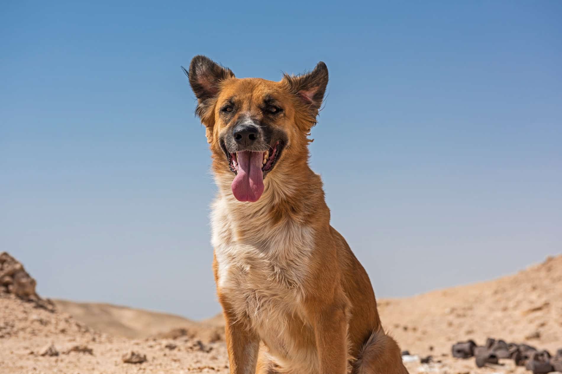 Dog exploring for the last time on his way to end-of-life car services in Tucson AZ