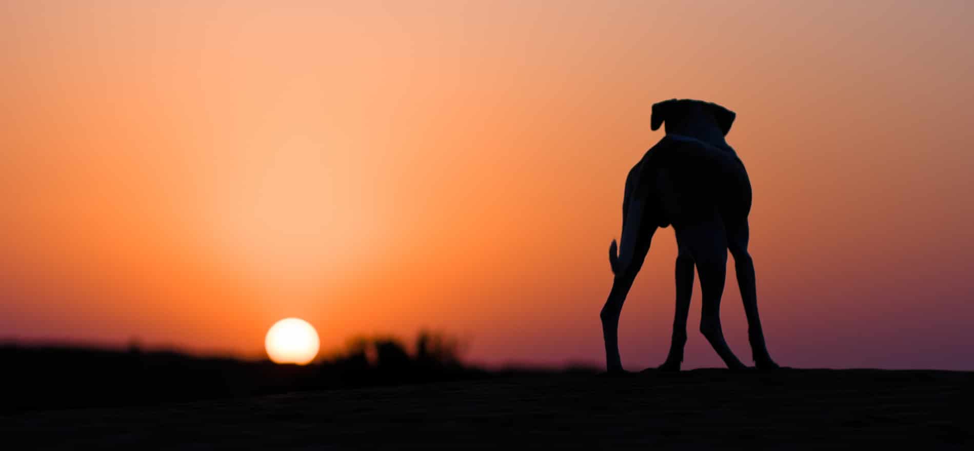 Dog looking at the sunset before his euthanasia appointment in Tucson AZ