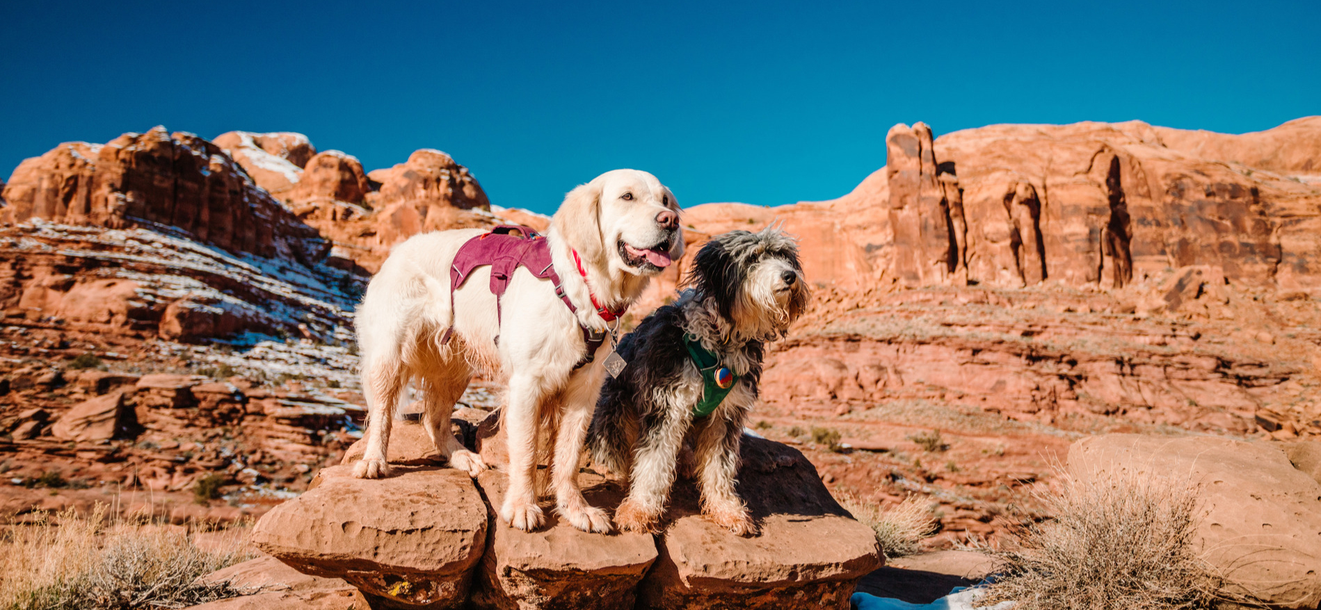 AdobeStock_695236133 v3 Dog healthy after preventive diagnostic imaging in Tucson AZ