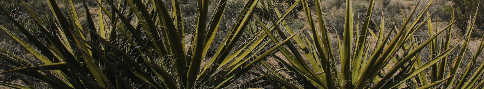 Cactus photo for veterinary medicine in tucson AZ