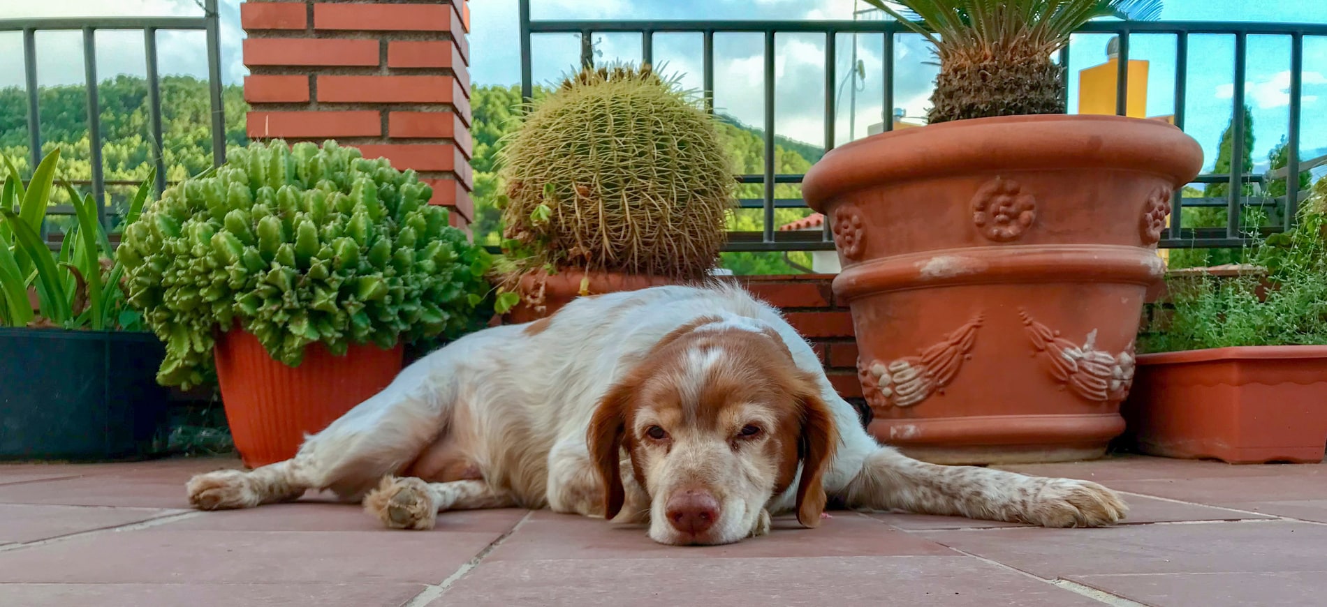 Dog happy and healthy relaxing in Arizona