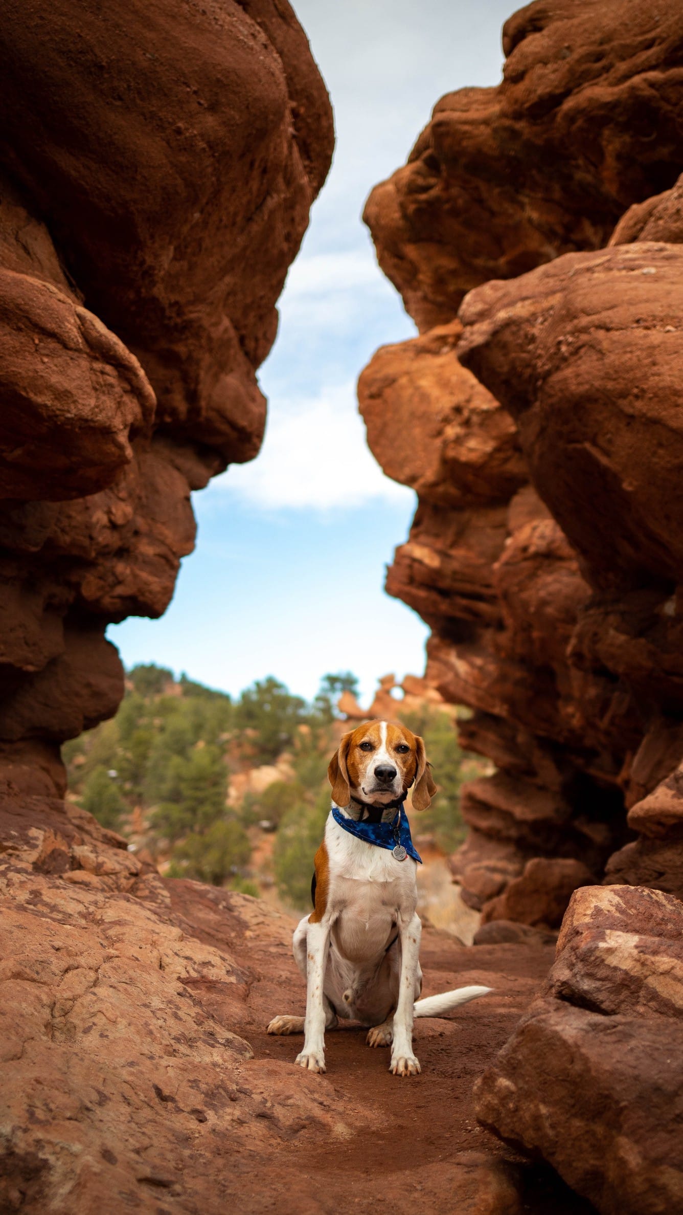 Dog playing outside in Tucson AZ