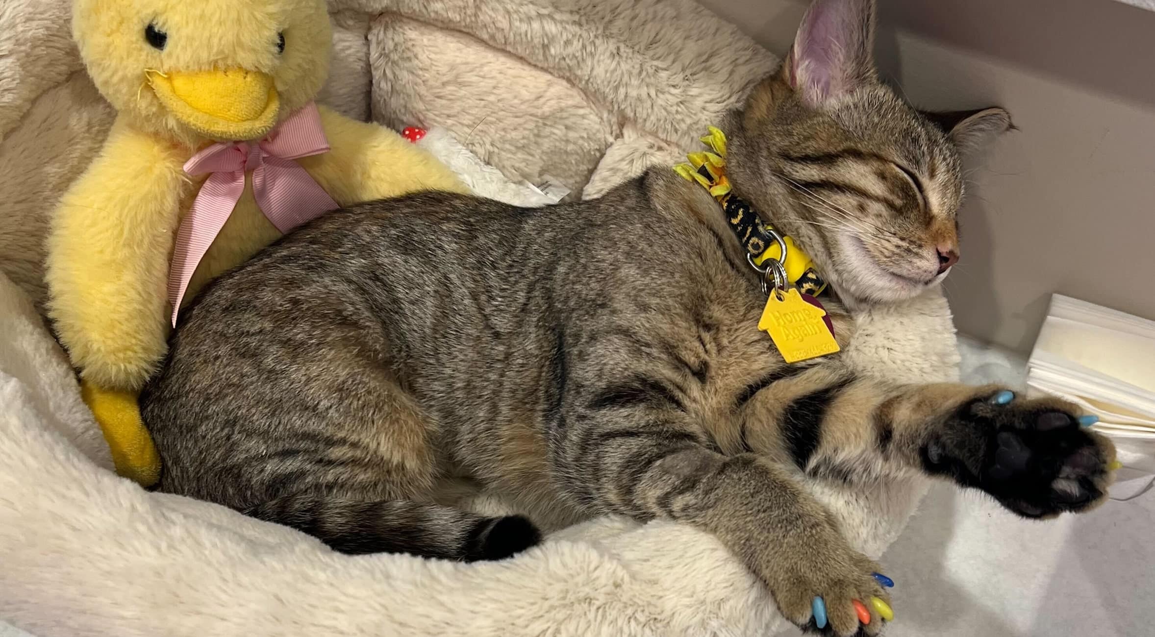 Happy dog at Saguaro Sunset Veterinary Clinic in Tucson AZ