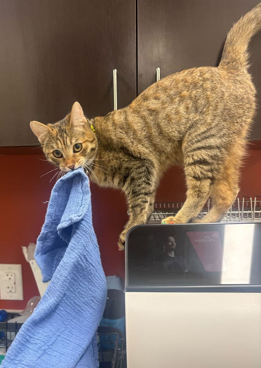 Happy dog at Saguaro Sunset Veterinary Clinic in Tucson AZ