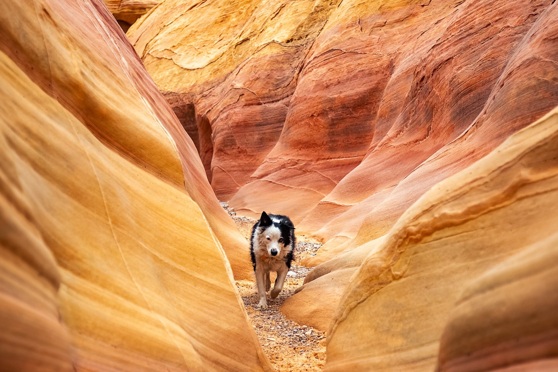 Dog hiking in Tucson after emergency planning and referral from Dr. Westmoreland