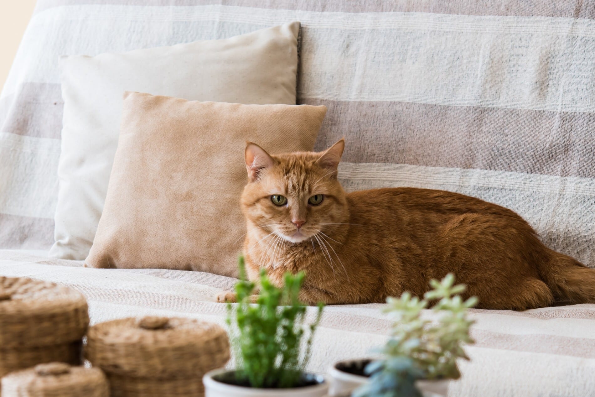 Cat healthy after emergency care in Tucson AZ