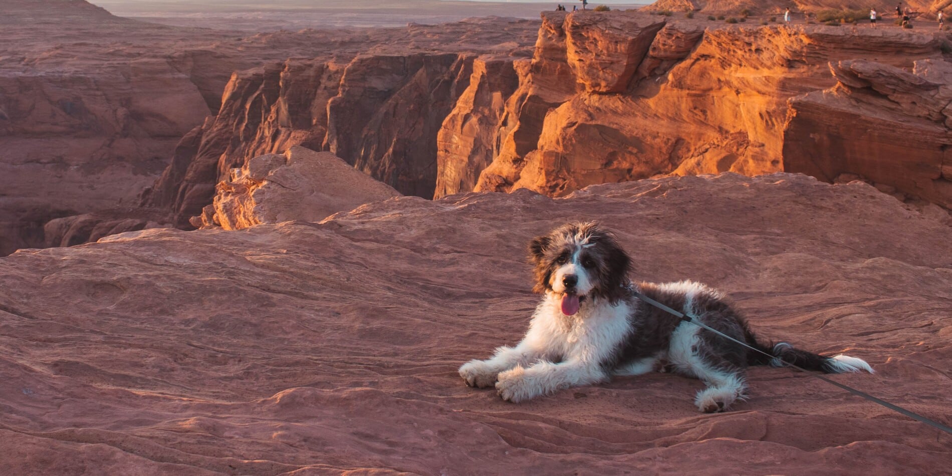 Dog happy and healthy after emergency referal from Saguaro