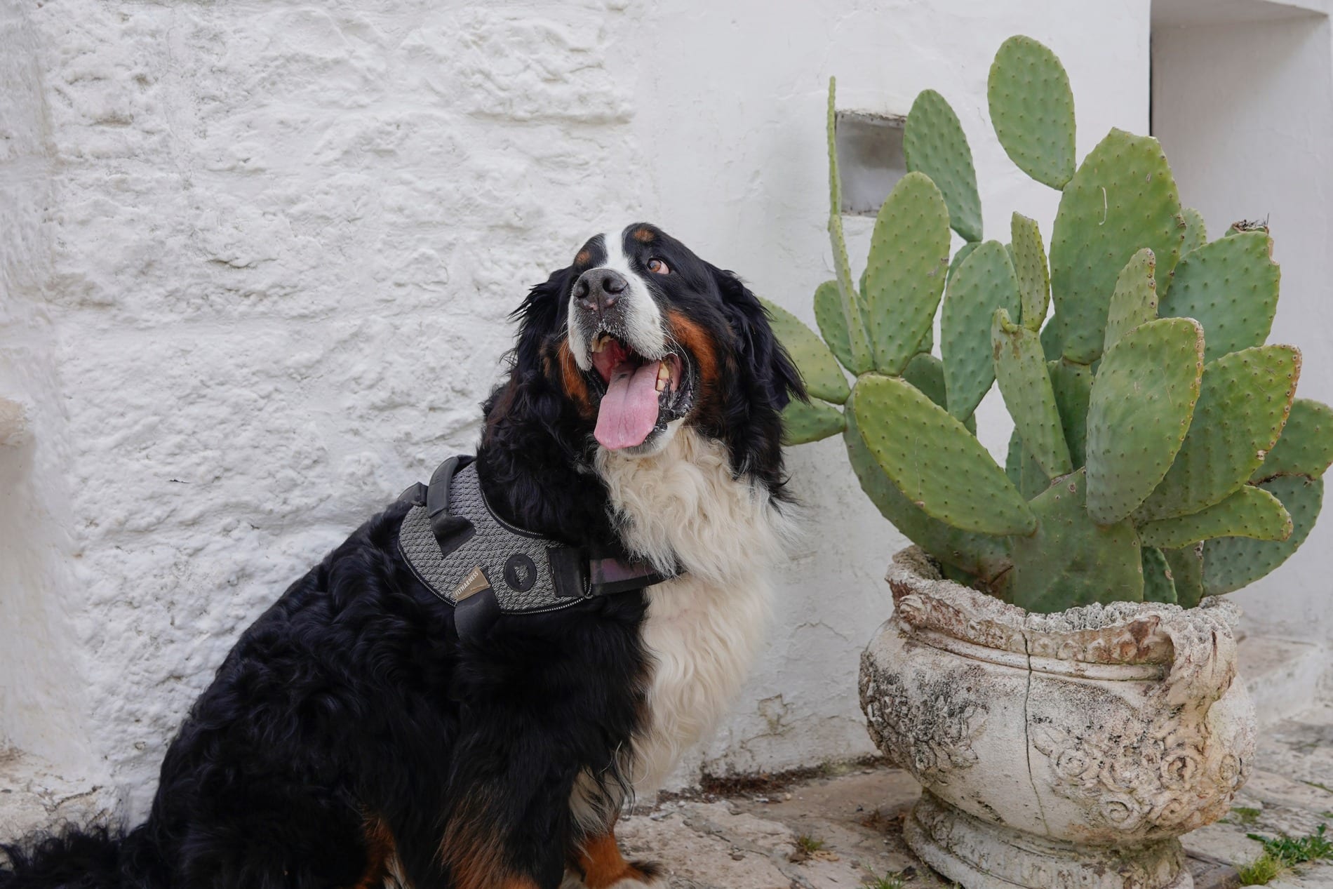 Dog happy and healthy after a veterinary wellness exam in Tucson AZ