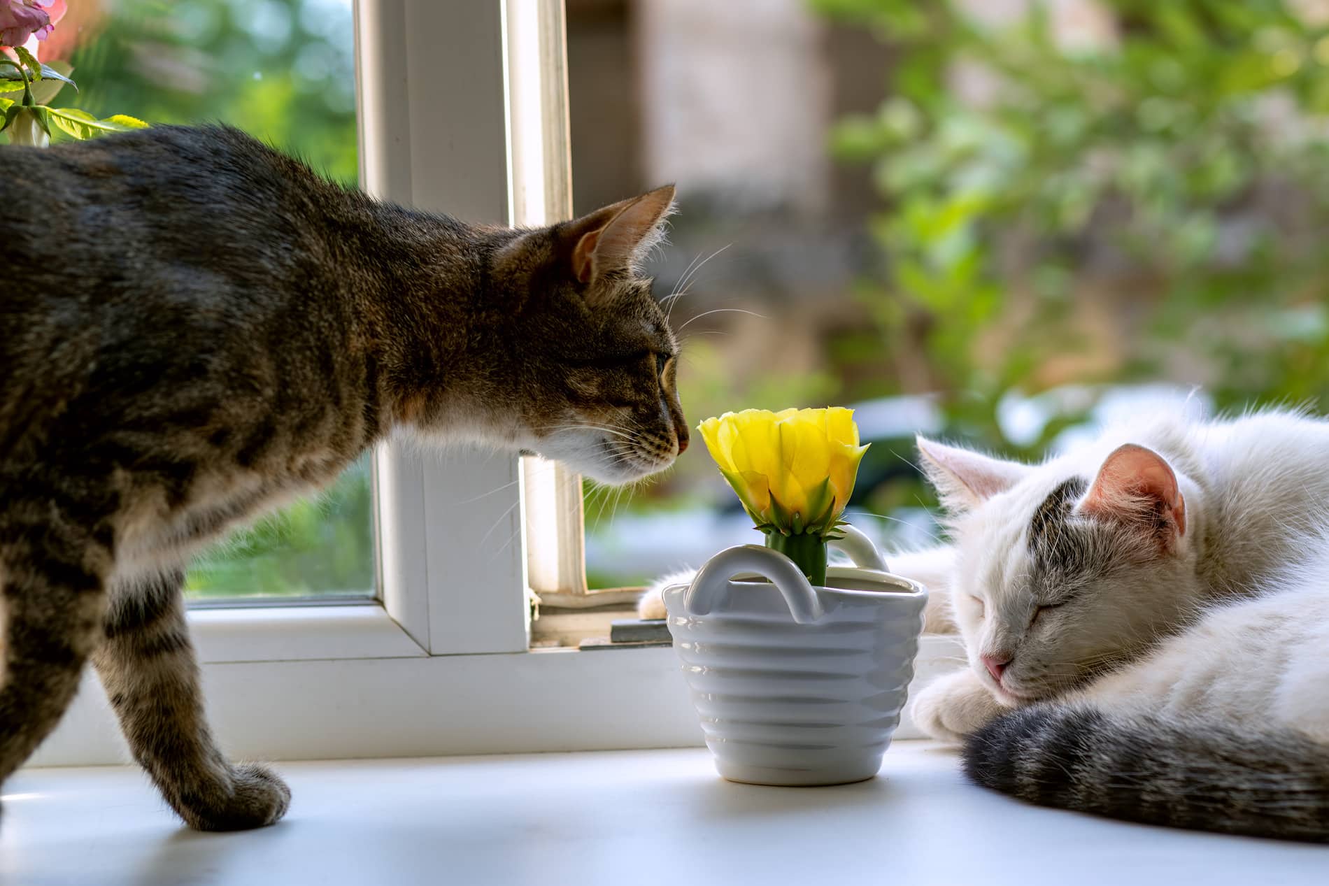 Cats relaxing before their routine exam in Tucson AZ