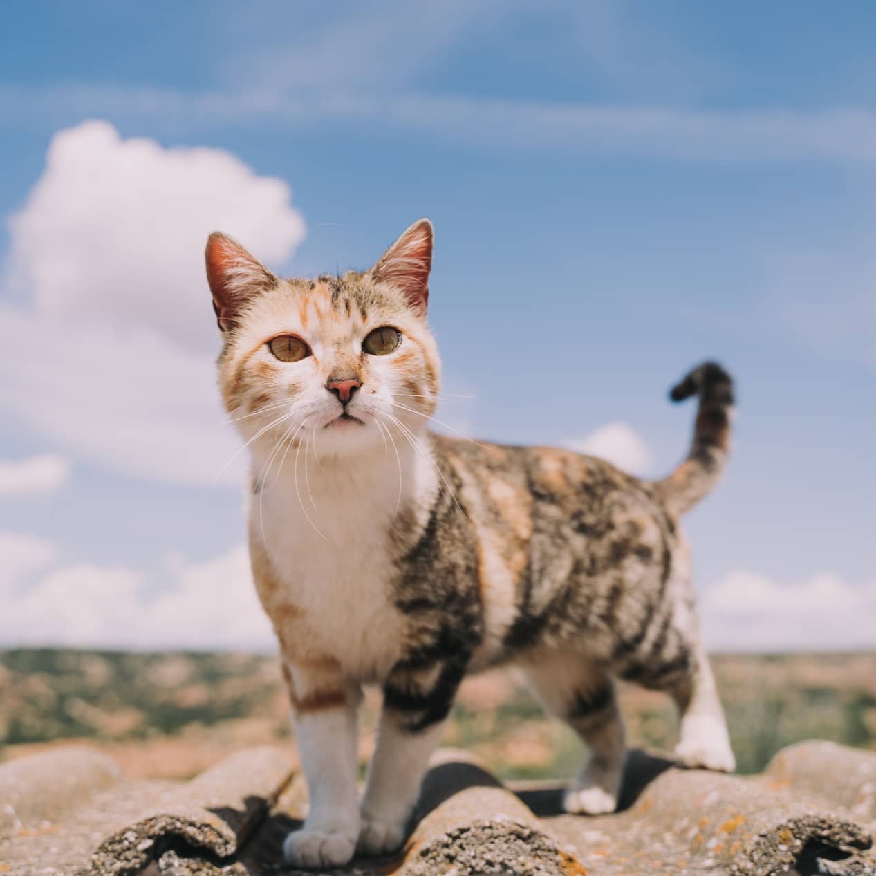 Cat exploring in the desert after an annual exam