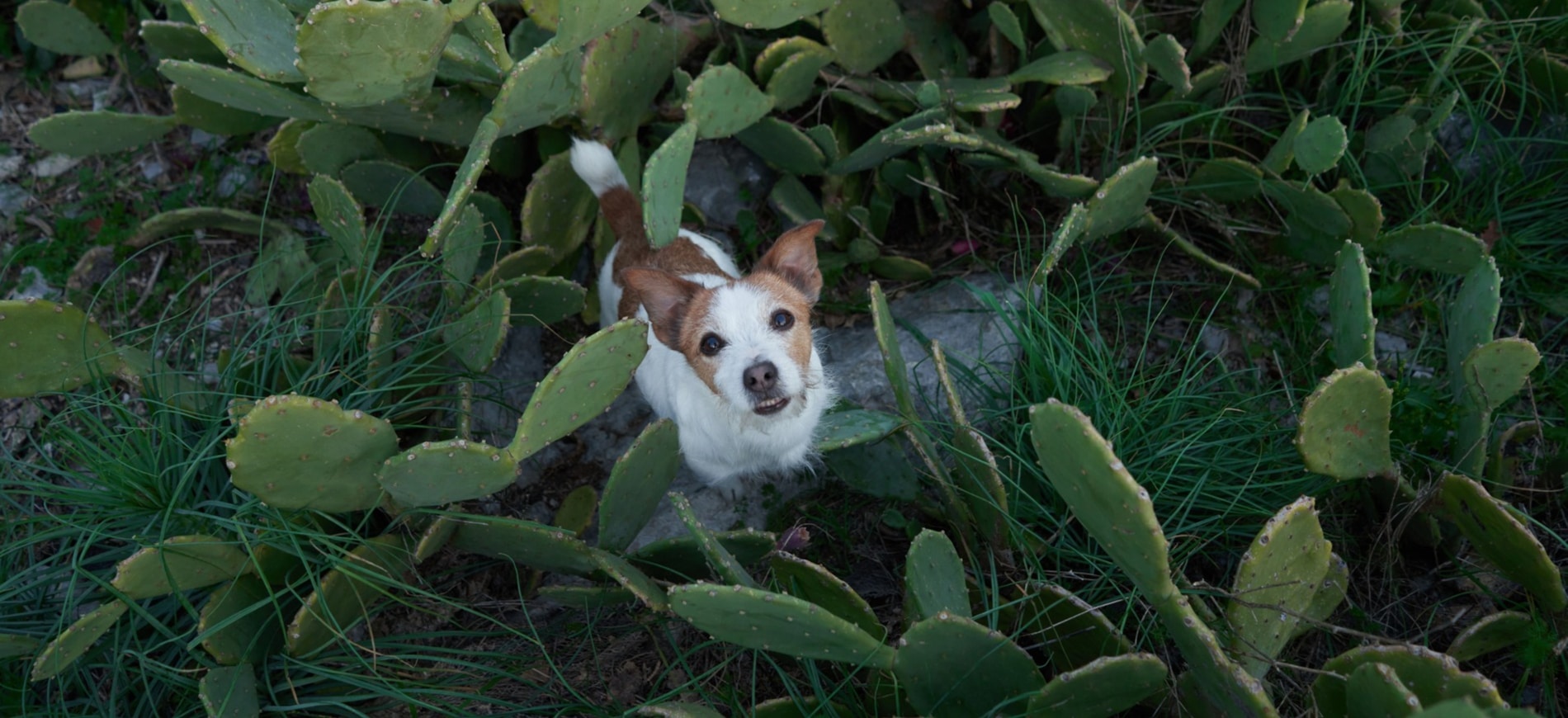 Dog playing in the cactus health after a wellness exam for pets in Tucson