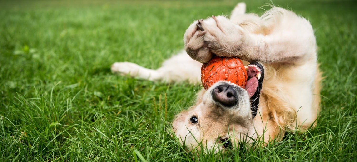 Happy healthy dog in Tuscon