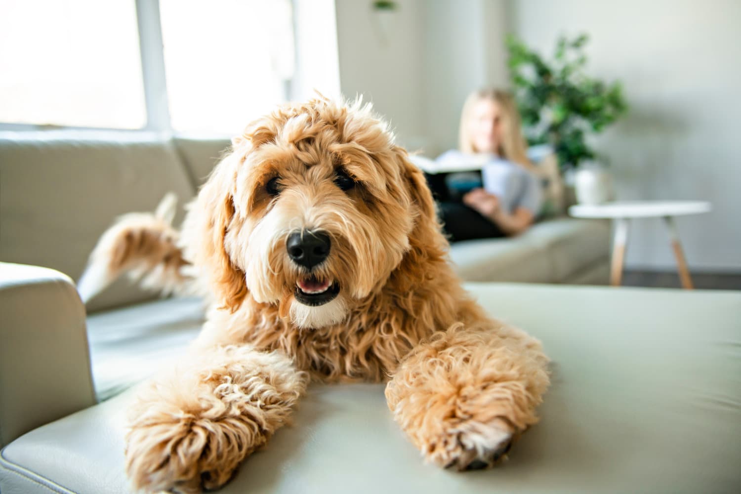 Dog on the couch after a pet vaccination in Tucson