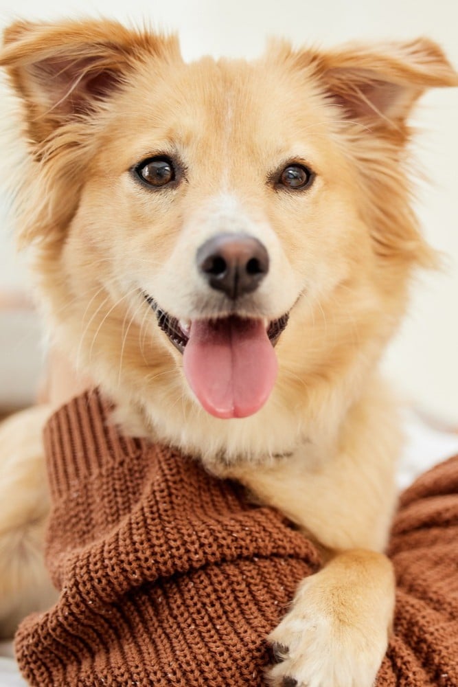 Dog had bad breathe and needs a dental cleaning in Tucson