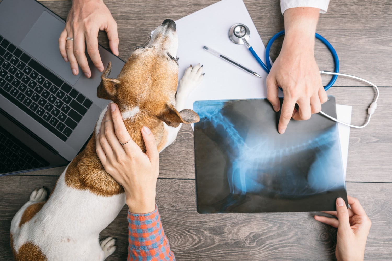 Owner talks to doctor about a pet xray in Tucson AZ