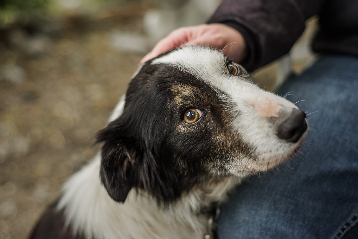 Dog with chronic illness in need of veterinary palliative care in Tucson AZ
