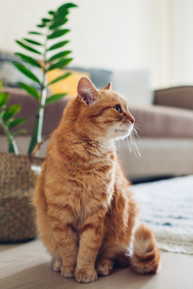 Cat has a healthy diagnosis after a digital xray for cats