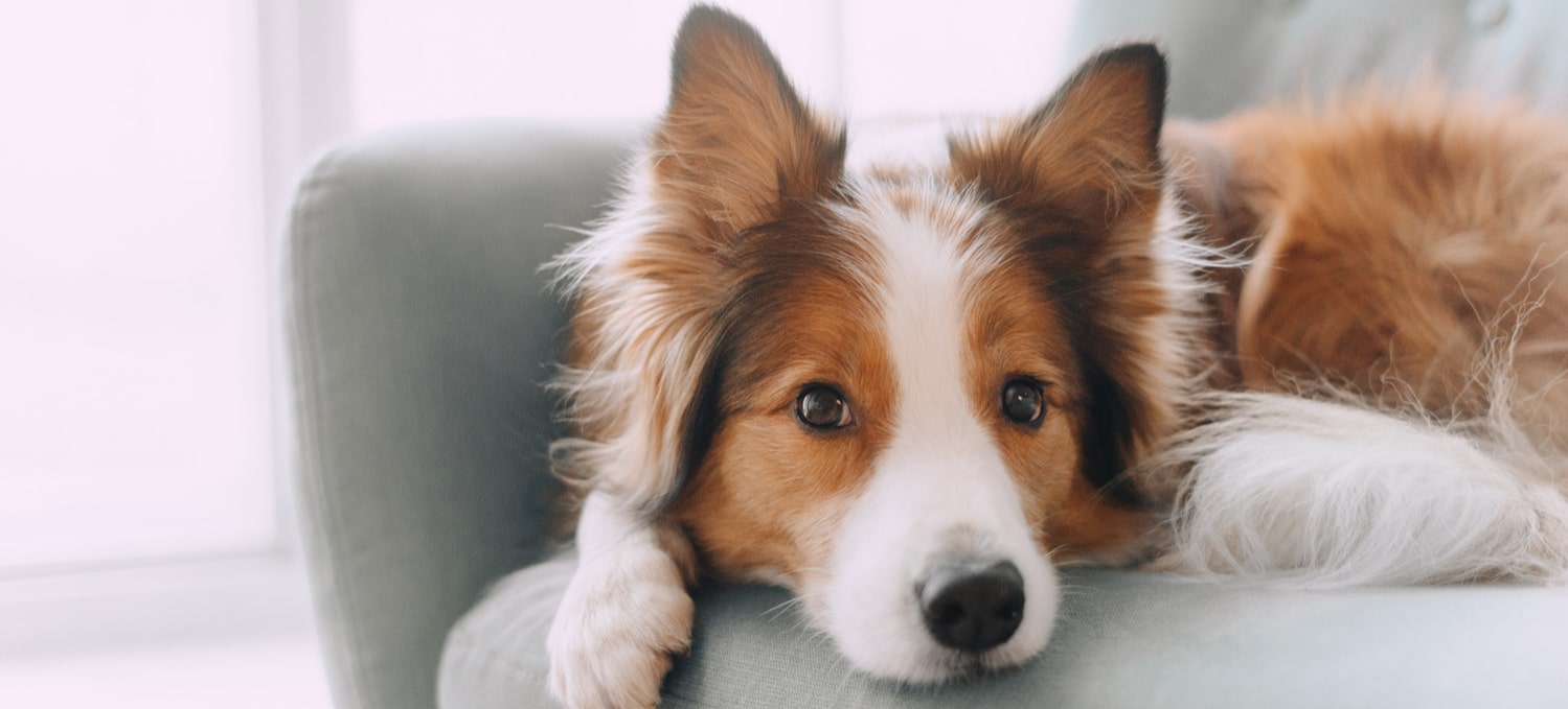 Dog sits at home after seeing the vet in Tucson AZ