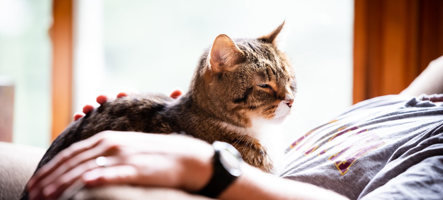 Cat and owner relax after a palliative pet care appointment in Tucson