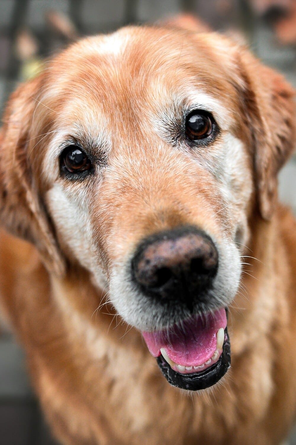 Elderly dog smiles at the camera, comforable and safe after palliative pet care