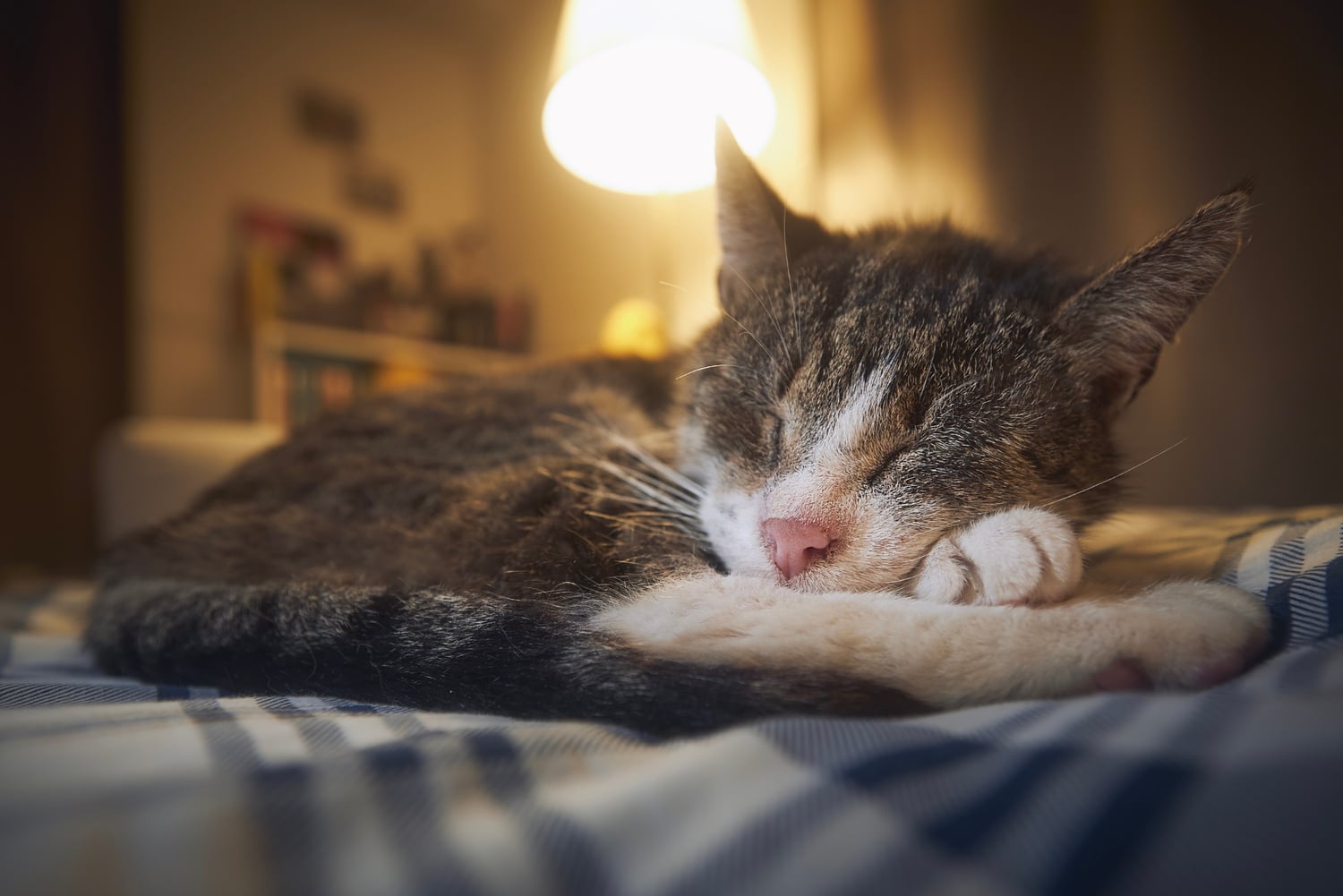 Cat resting after pain relieving care in Tucson