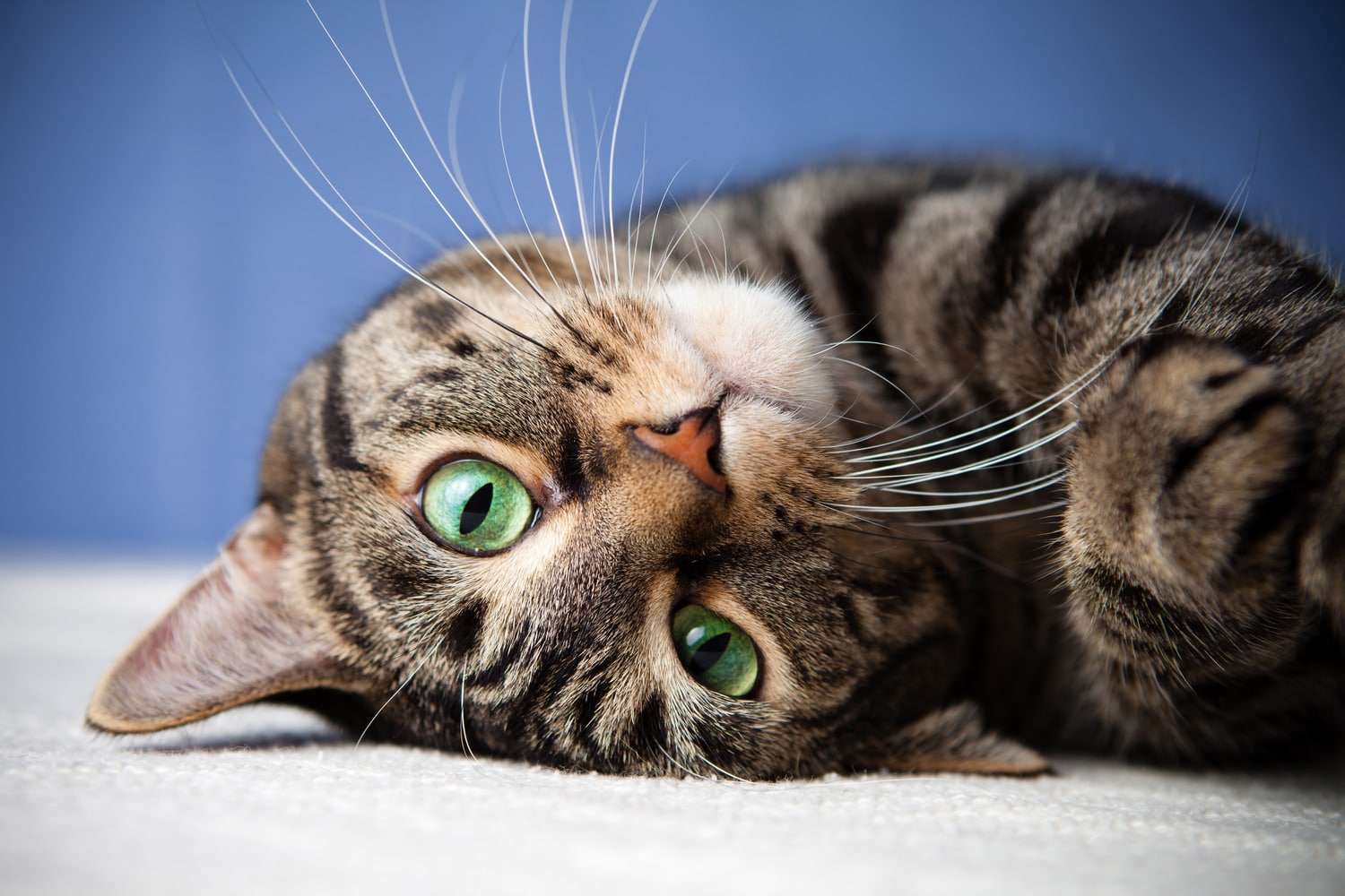 Cat need a digital radiology appointment in Tucson